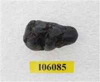 藏品(豬齒)的圖片